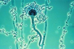 Aspergillus fumigatus produces several ergot aklaloids